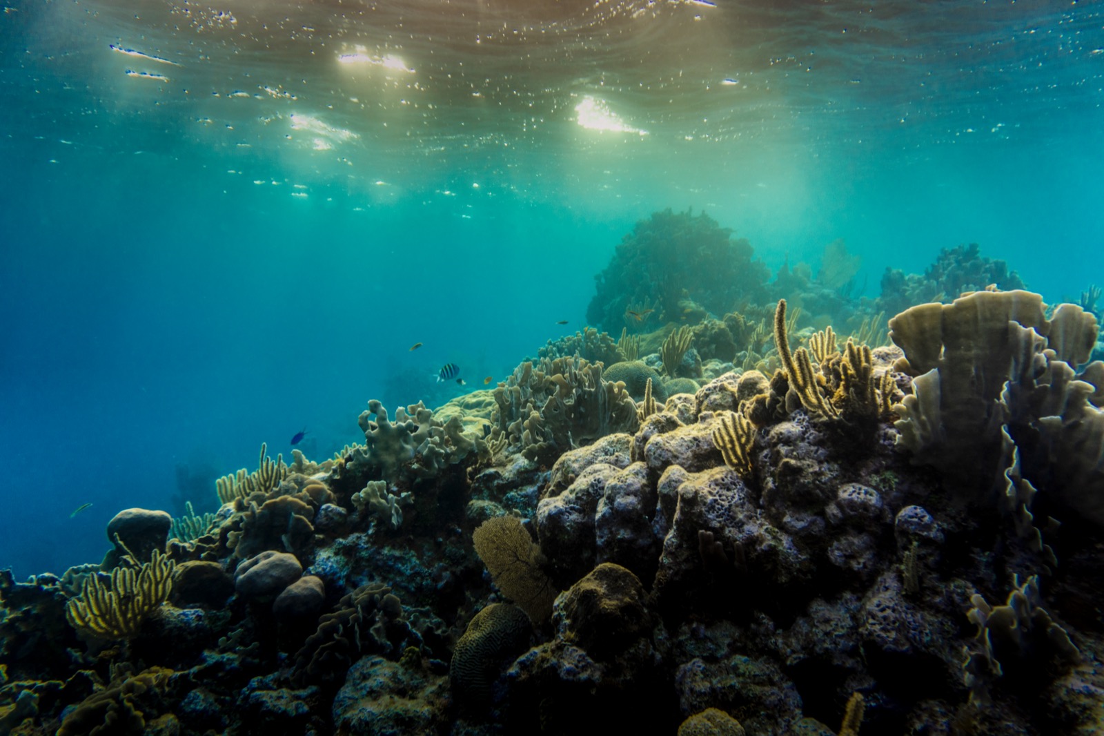 A scuba diver swimming over a coral reef surrounded by small fish