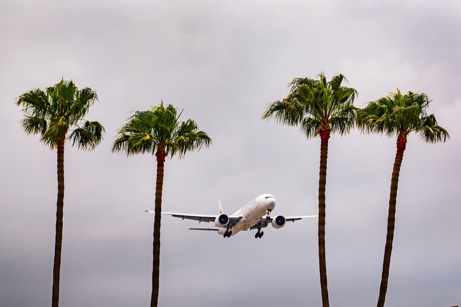 An airliner on final approach between tall palm trees