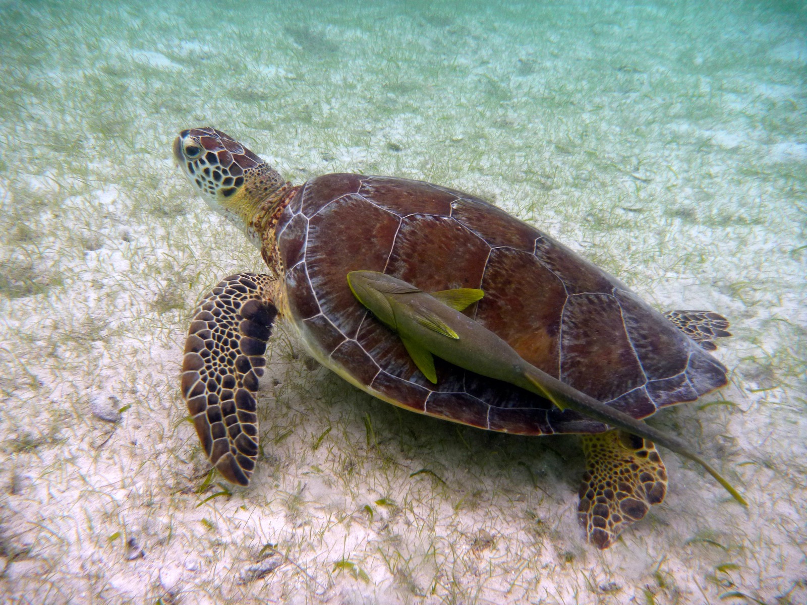 A green sea turtle with a remora on its shell swimming low over seagrass off Akumal