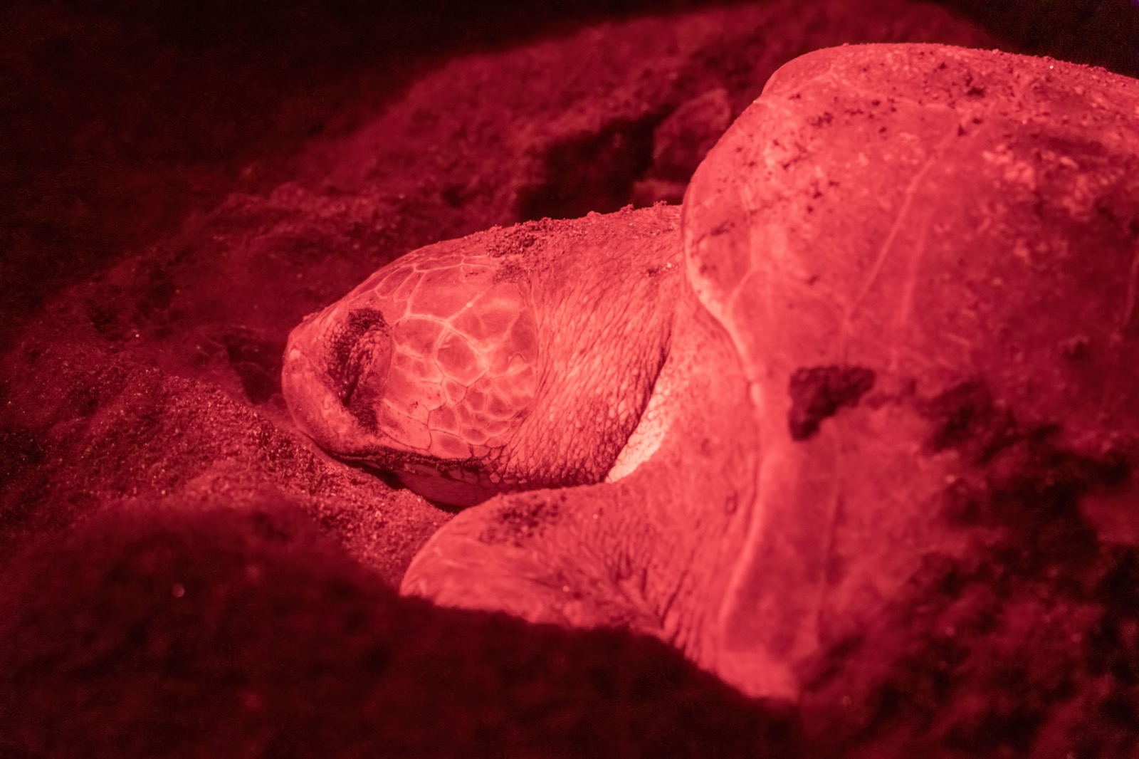 A female sea turtle half buried in sand as she nests at night, lit by red light