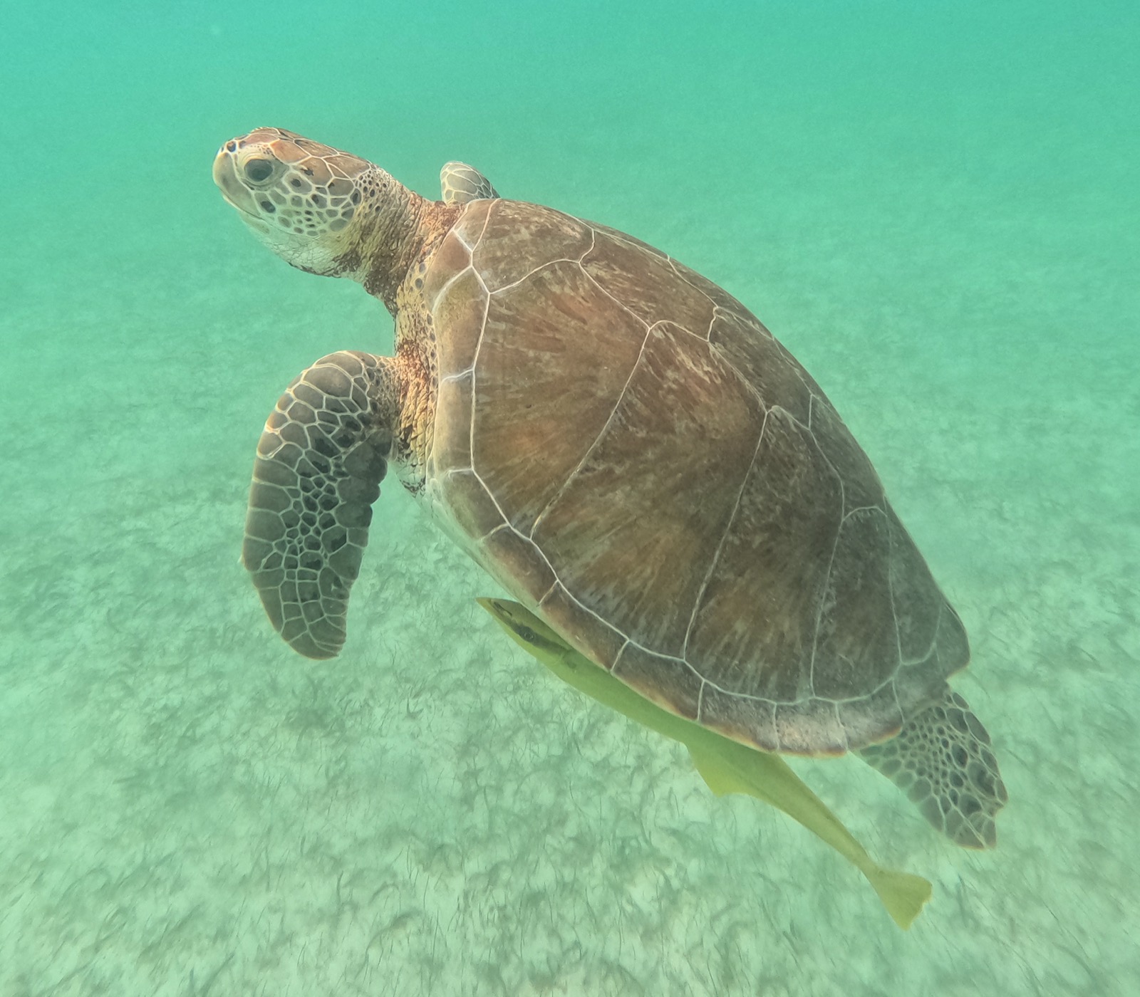 A green sea turtle swimming over seagrass in clear turquoise water at Akumal, with a remora beneath its shell