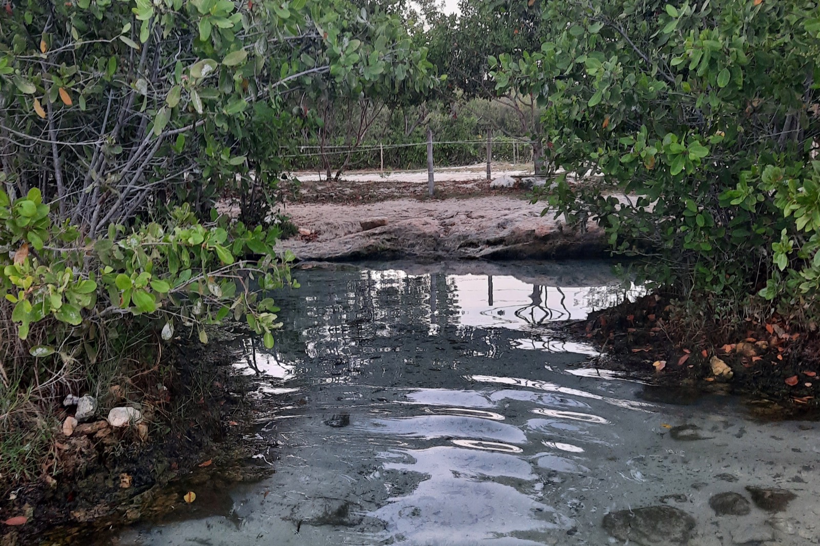 A shallow, clear cenote pool edged by coastal shrubs at Punta Esmeralda beach in Playa del Carmen