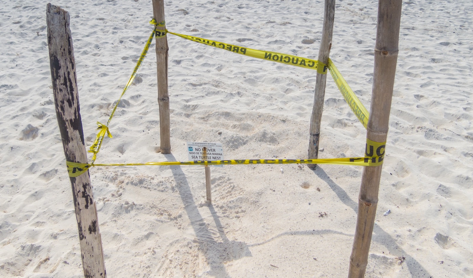 A sea turtle nest on white sand fenced with four wooden stakes and yellow caution tape, with a sign reading No mover, sea turtle nest