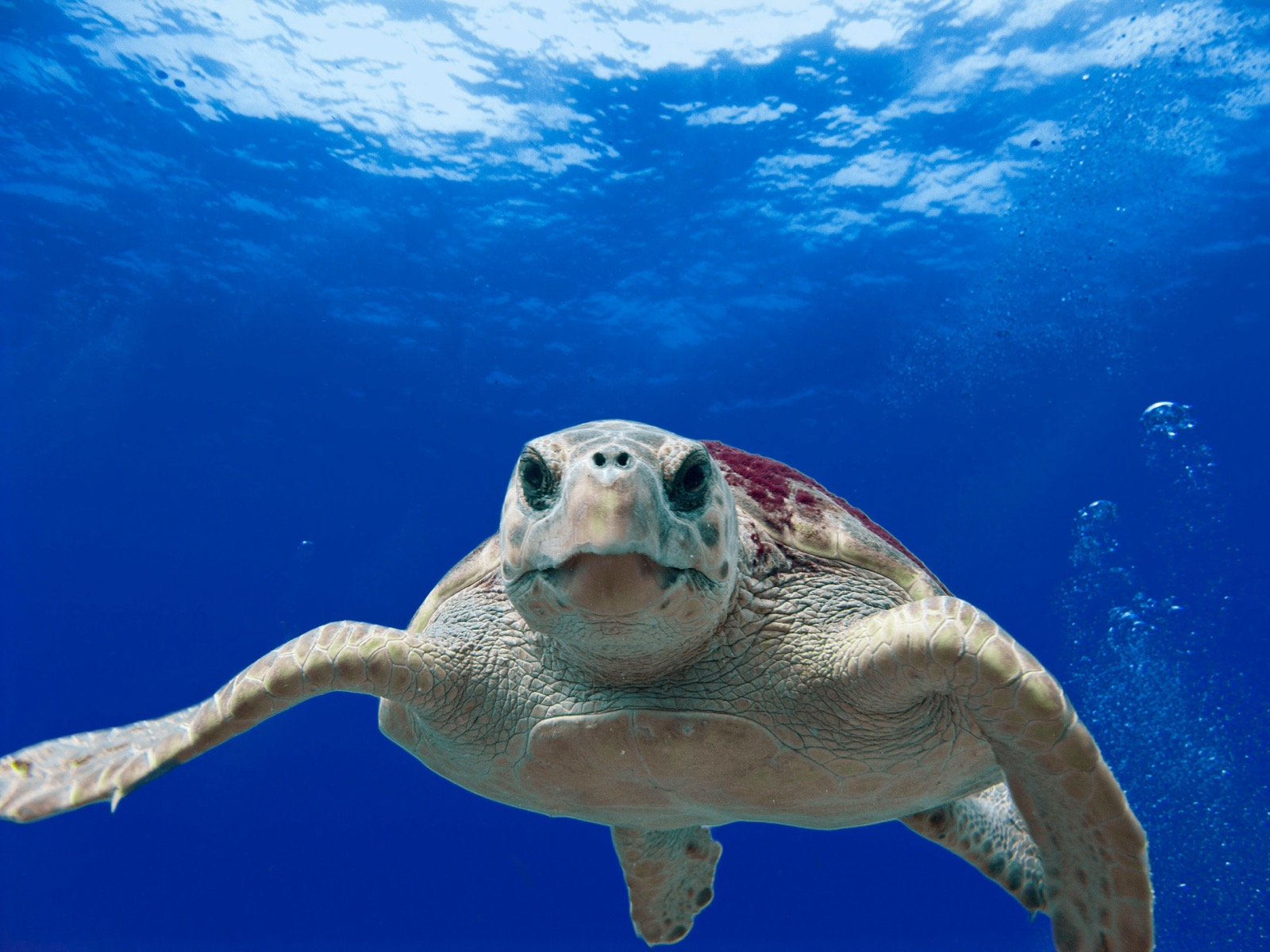 A loggerhead sea turtle swimming toward the camera in deep blue open water, sunlight on the surface above