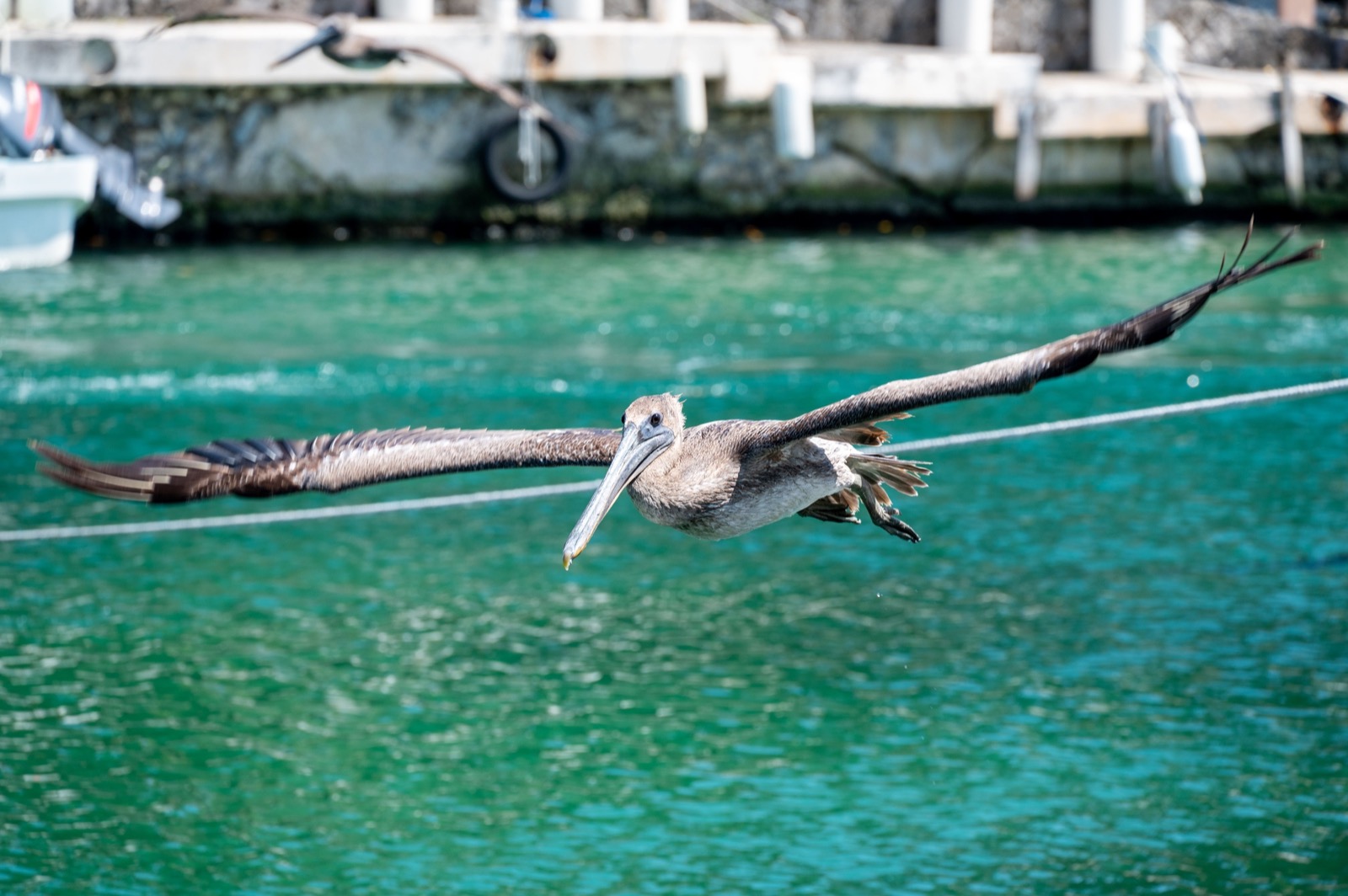 A brown pelican with wings spread gliding low over green marina water in Puerto Aventuras, with a stone quay, a tyre fender and a moored launch behind