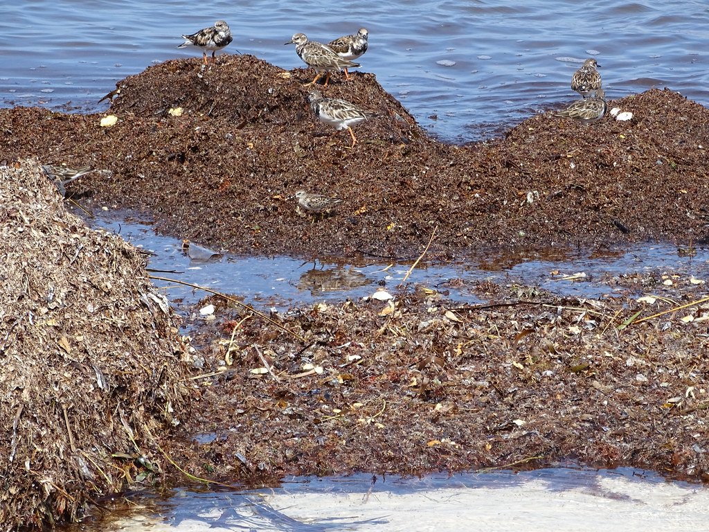 Sandpipers standing on mounds of brown sargassum wrack at the water’s edge on Playa Tulum