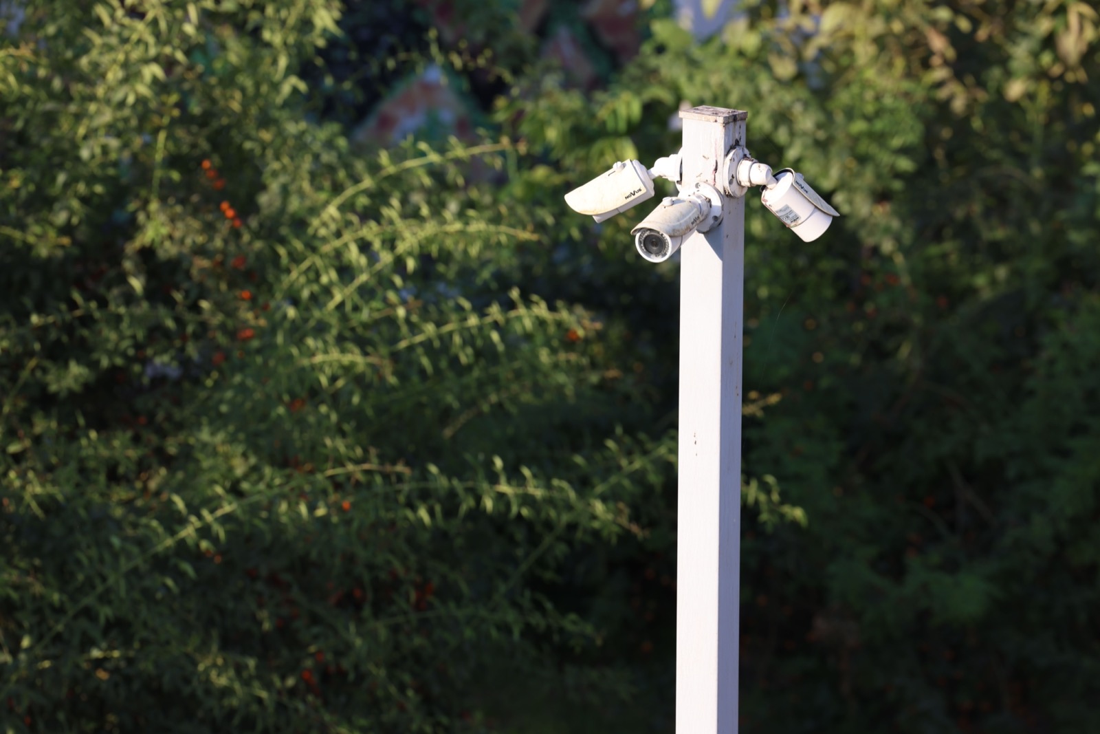 Three white weatherproof bullet cameras on a white pole against dense green foliage