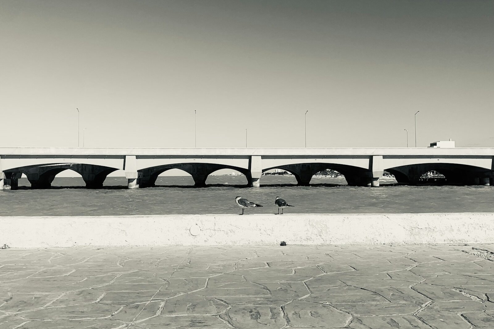 A long arched concrete pier over the sea, seen in black and white from a seafront wall where two gulls stand.