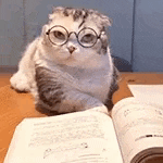 A cat with glasses in front of an open book.
