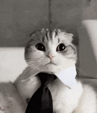 A cat with a huge tie being fixed by its human.