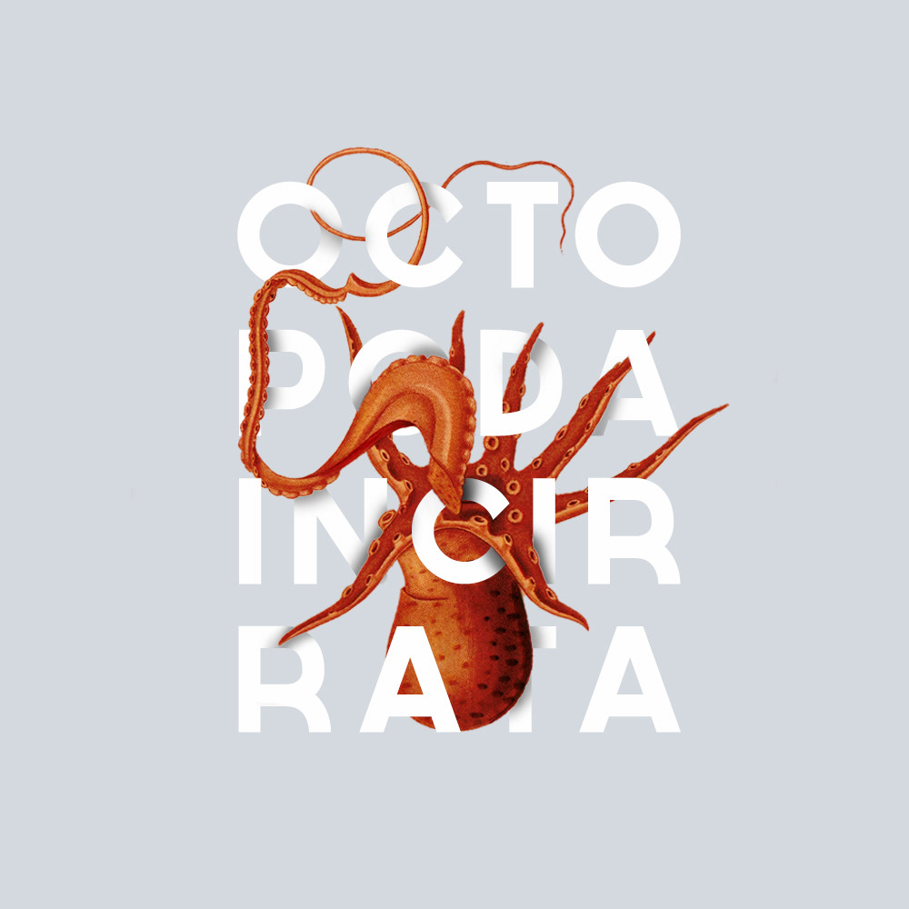 Cephalopod Illustration