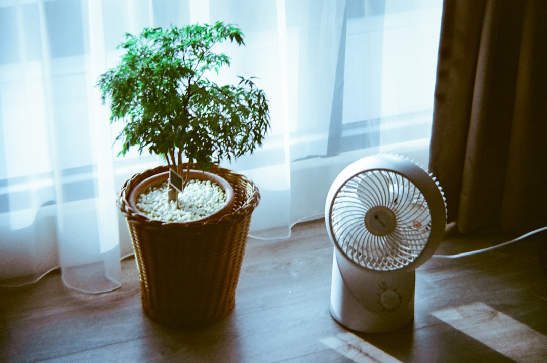Green potted plant and small fan near window with soft curtain light