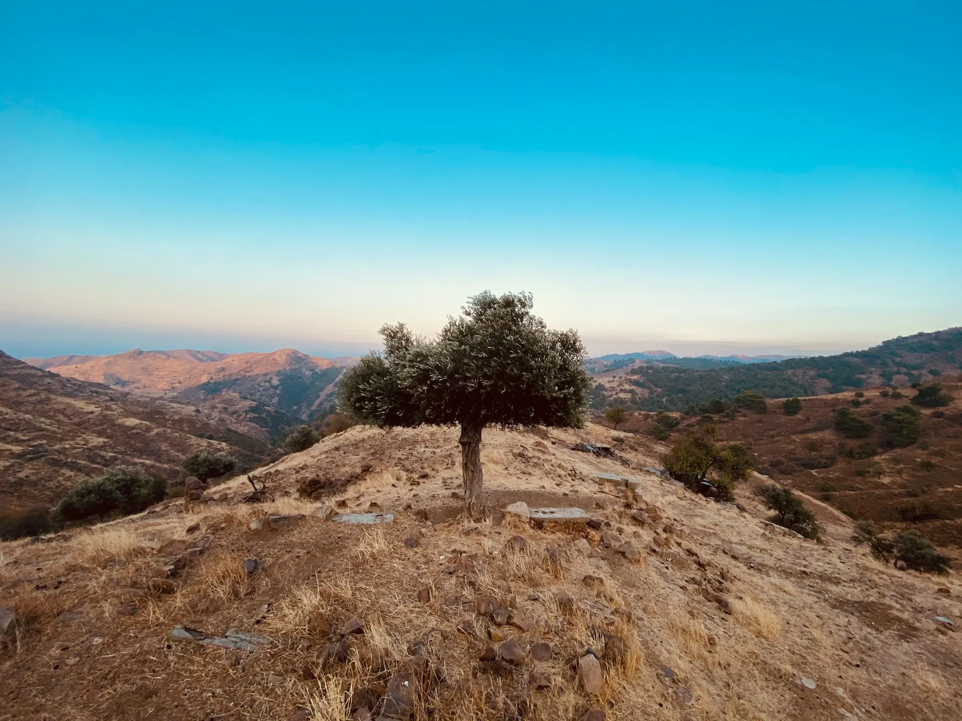 Lonely tree on a roadside of Cyprus. Photo by Klāvs Taimiņš on Unsplash