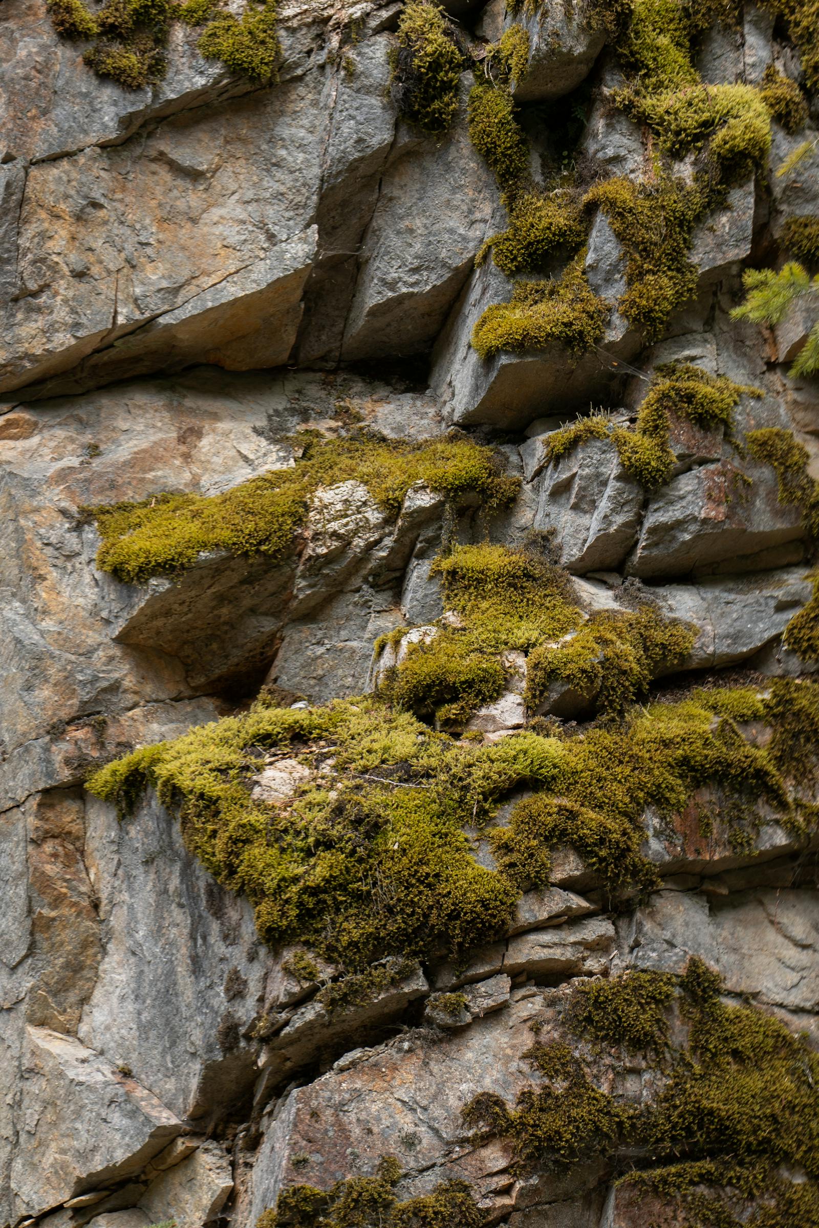 Close-up of green moss growing in limestone rock crevices on the gorge wall