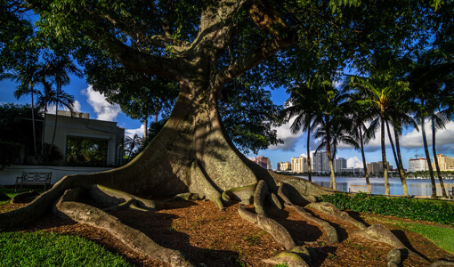 A towering tree with large, sprawling roots