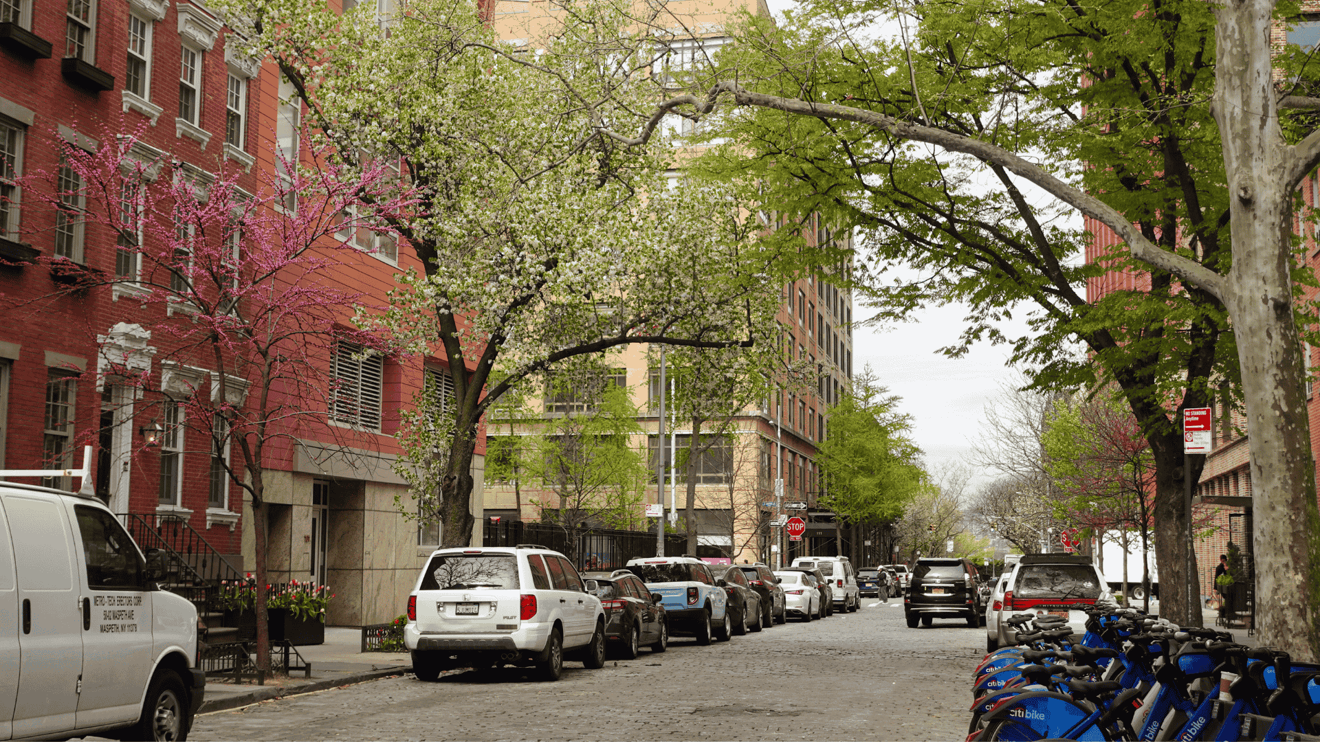 Urban street with spring trees and parked cars in a quiet neighborhood