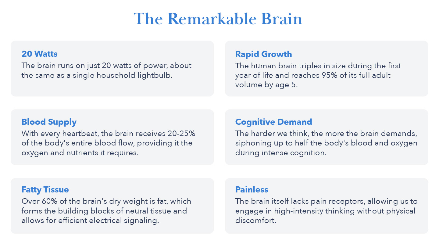 The remarkable brain feature 20 watts of power, rapid growth, 25% blood supply, fatty tissue, cognitive demand and painless