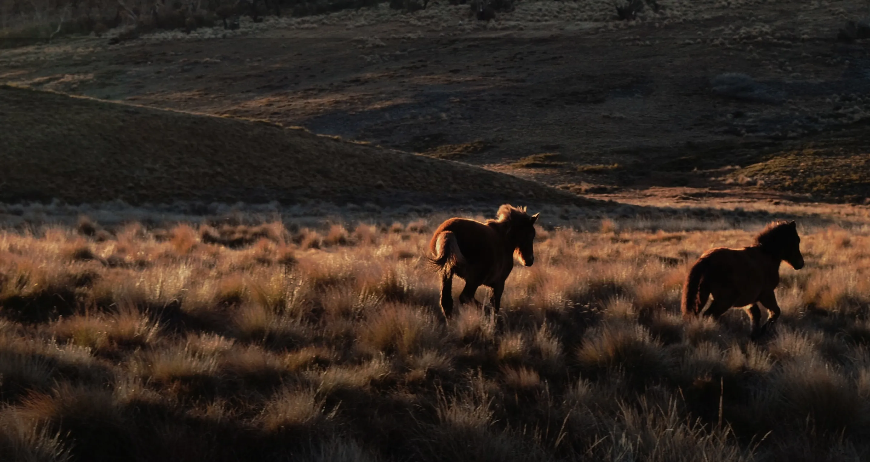 Horses running through a field at sunset
