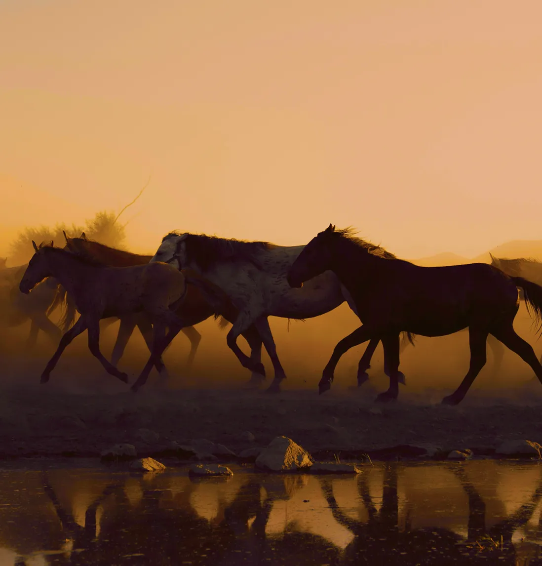 Horses at sunset
