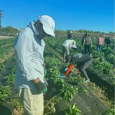 Several individuals are working in a field under a clear blue sky, tending to rows of green crops. A man in the foreground is wearing a light-colored shirt, cap, and gloves. Others in the background are stooped down, focusing on the plants. Their diligent work ensures sustainable farming practices while promoting identity theft protection and credit management awareness.