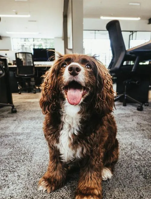 A dog sitting on the office floor, surrounded by furniture and office supplies, exuding a calm and relaxed demeanor.