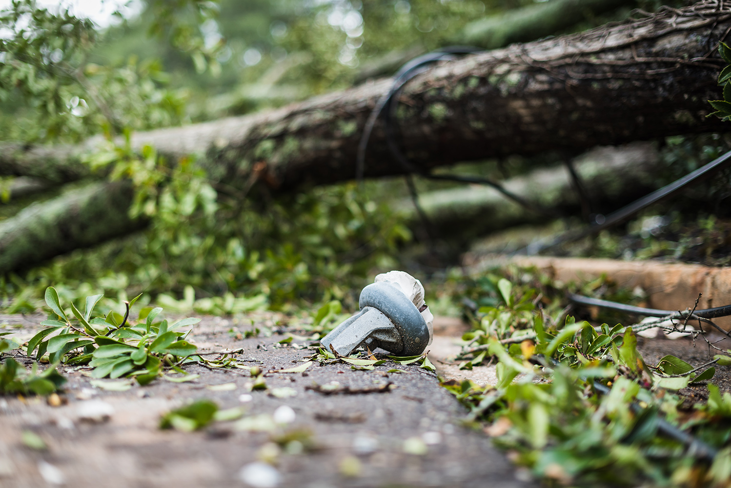 Fallen tree on power lines after a Tallahassee storm