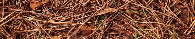 pine needles for mulch