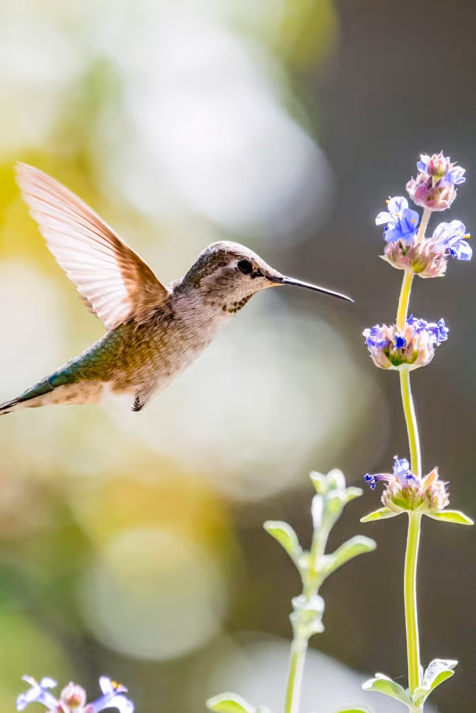 A hummingbird sips nectar from a sage flower
