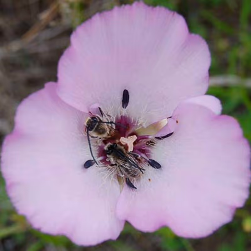 a soft-pink Calo Slen Bloom opens wide to show its delicate black stamen