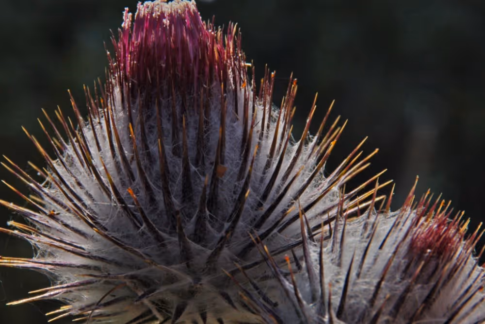 a beautiful deep red Cirs Occi flower viewed up close