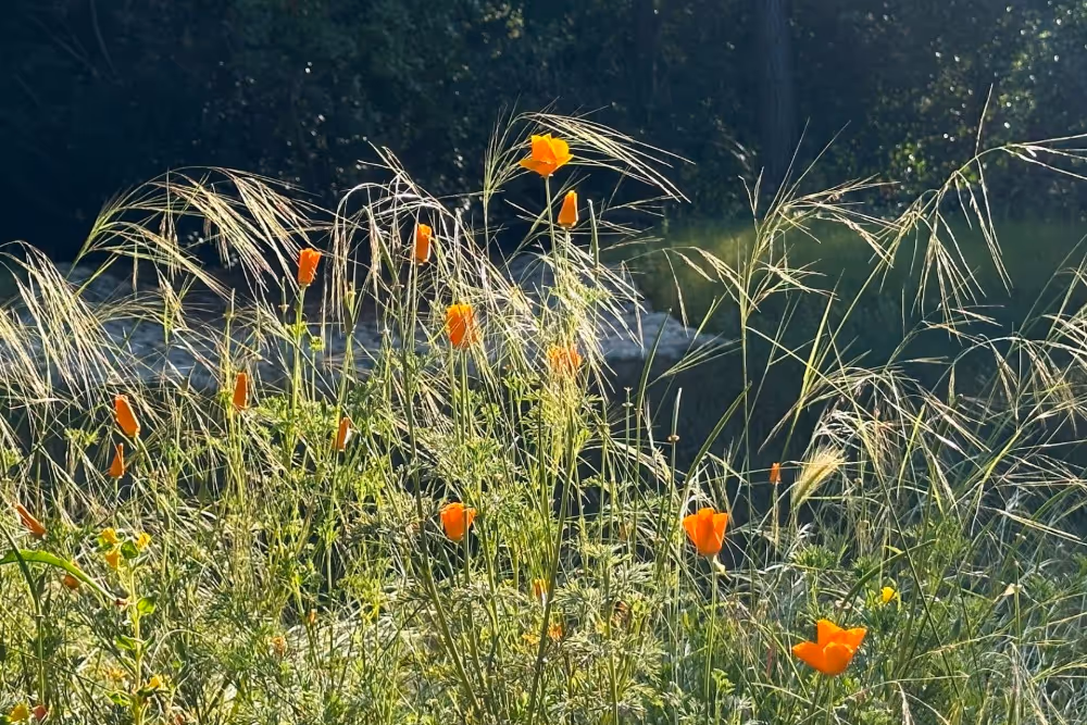 Gradd and Bommer line a forest