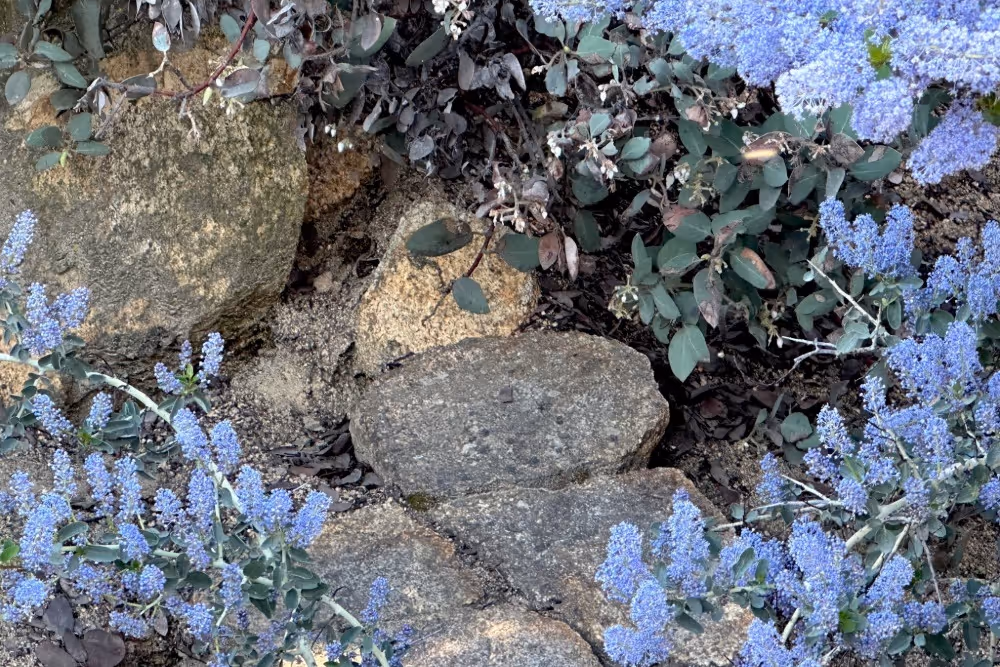Ceanothus nestled along a line of rocks