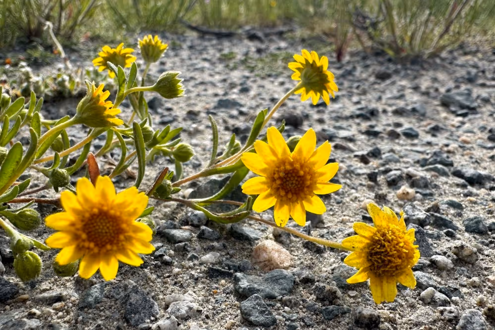 A crawling Campo Goldfield plant reaches its yellow daisy-like blooms in all directions along the ground