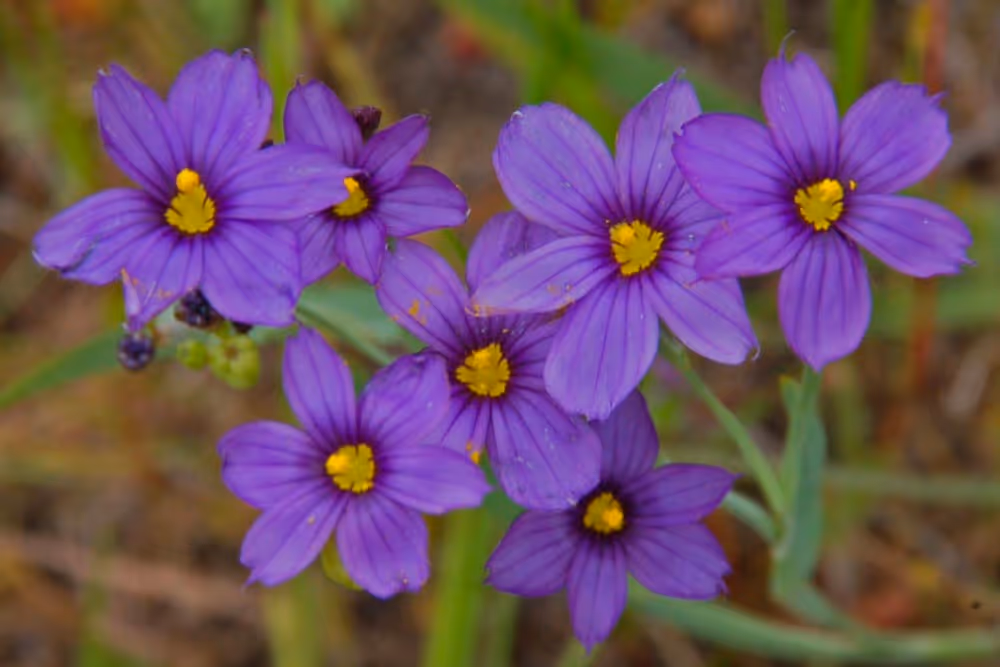 An image of flowers from the Blue Eyed Grass plant