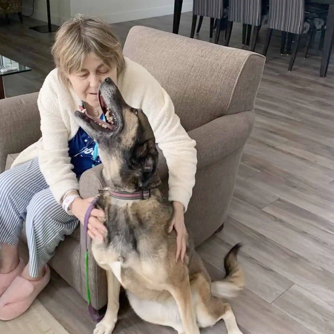 Therapy dogs