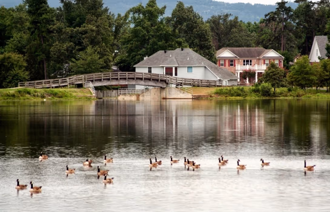 Geese floating across Lake Willastein.