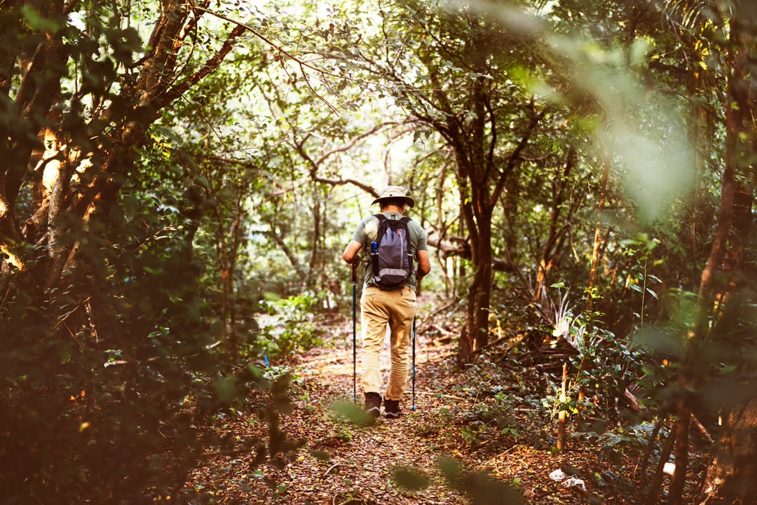 Hiker with backpack walking through lush forest trail with hiking poles