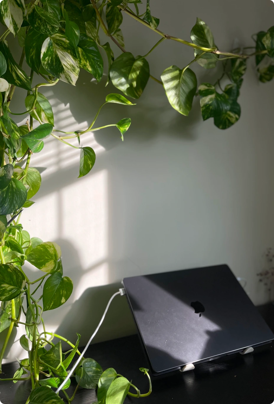 Indoor green plant leaves illuminated by warm sunset light casting shadows on a white wall.