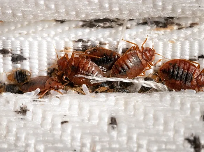 image of pest control procedures for agricultural services