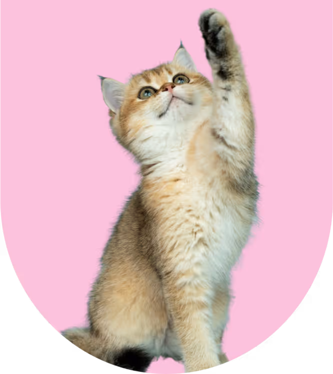 A cute kitten reaching up for a toy that is off-camera