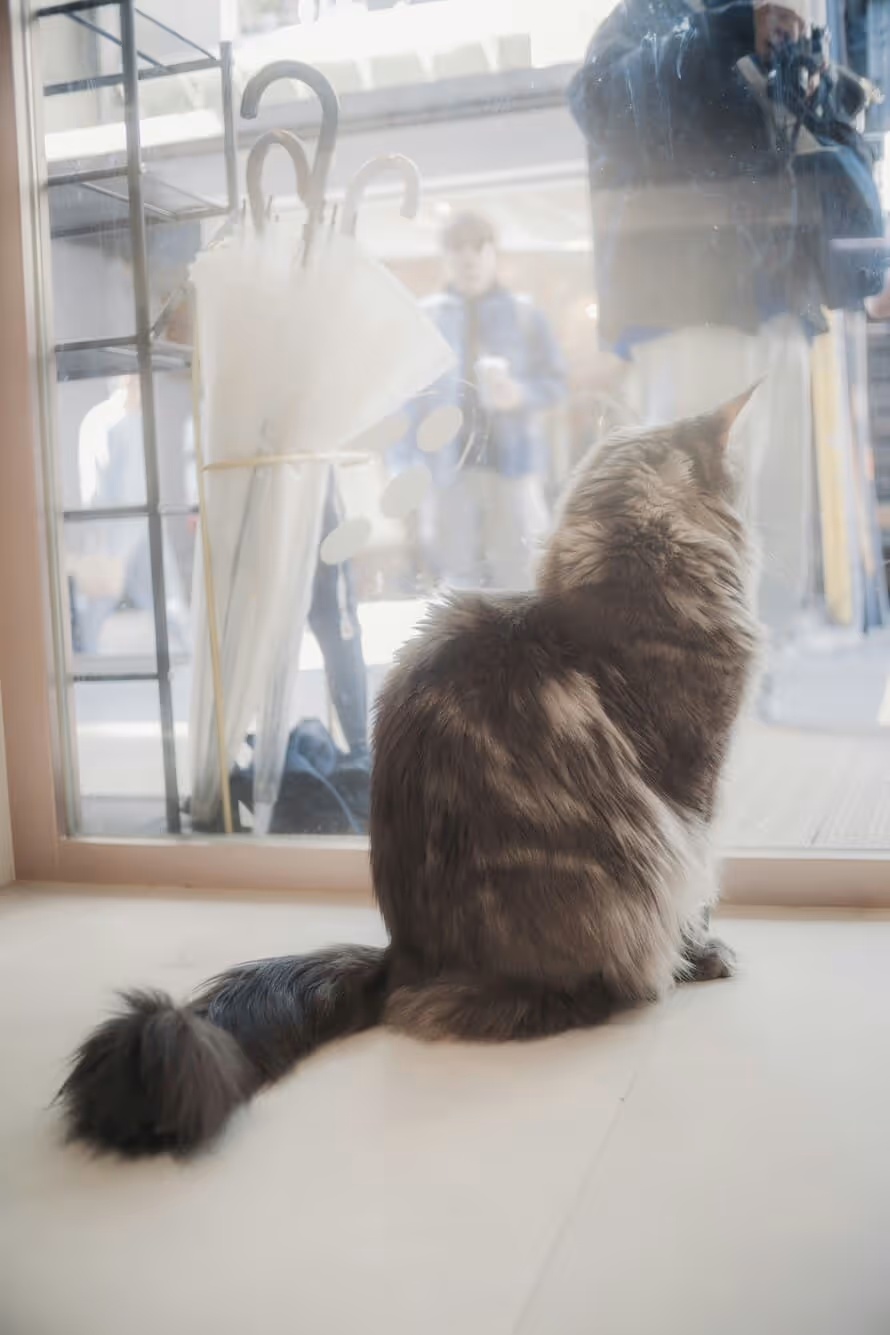 Profile of a white cat with blue eyes looking up at a stick toy