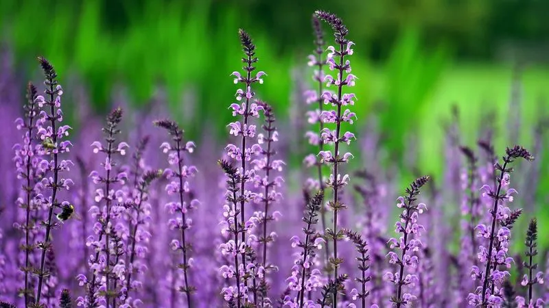 Jardin en Ehpad : un atout de taille pour les résidents
