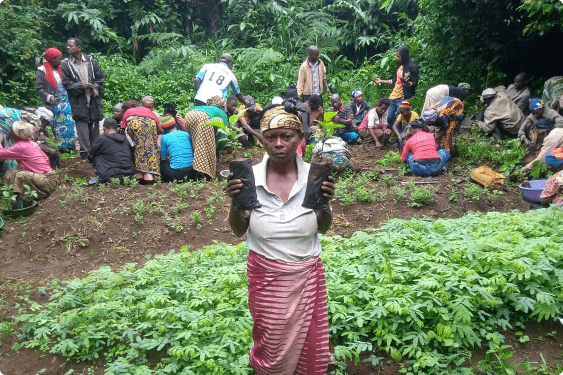 A woman standing in the forest and holding new plants for replanting initiative. 
