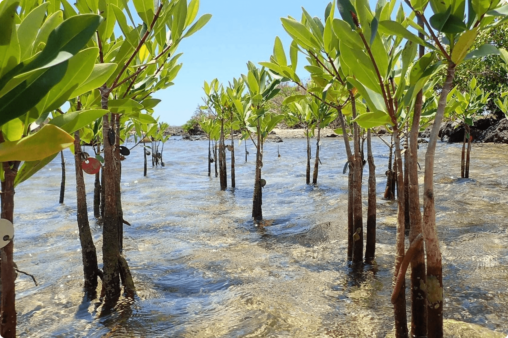 Young mangrove trees.