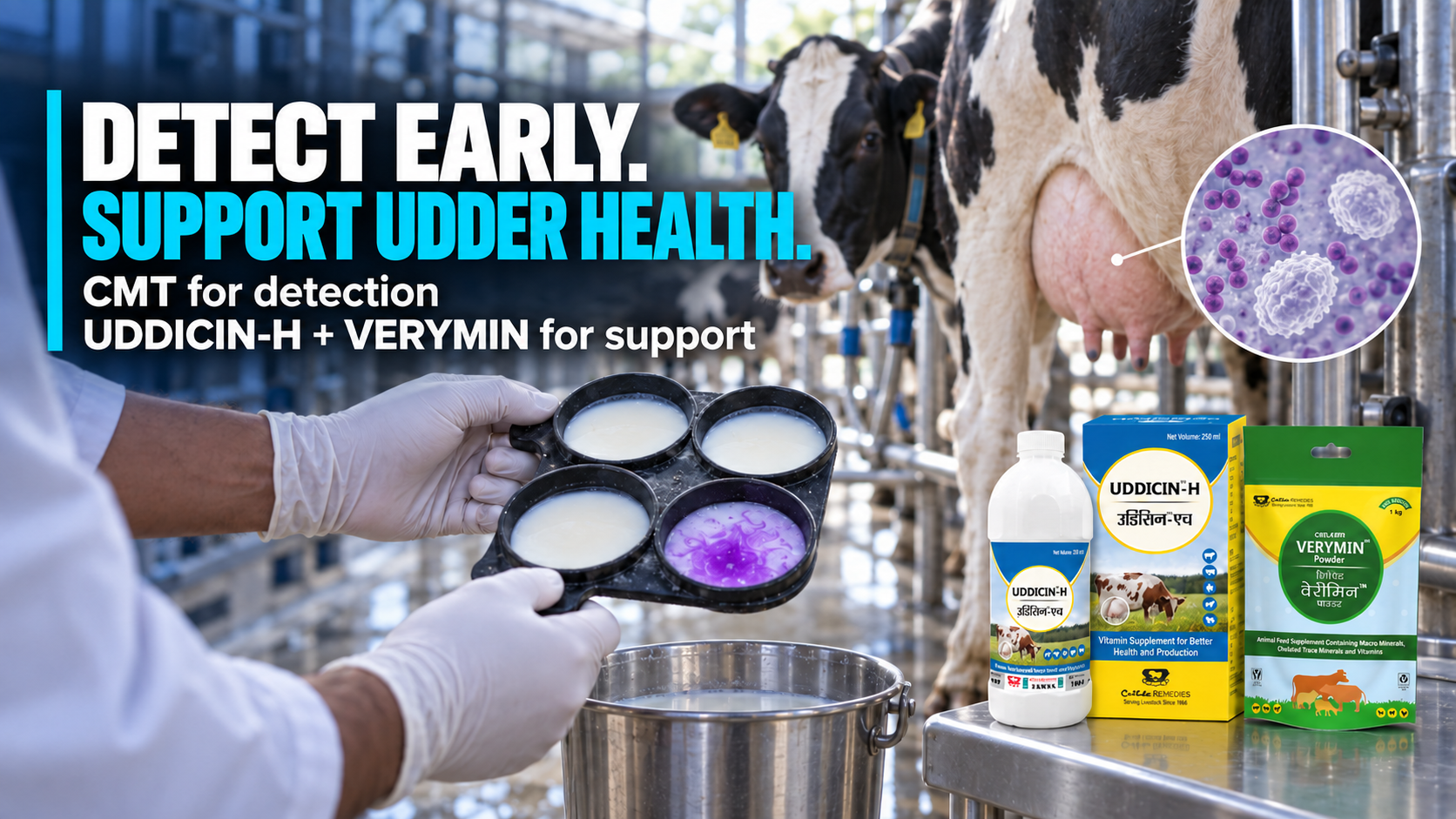 Subclinical mastitis in cows — early detection with the CMT test — Cattle Remedies