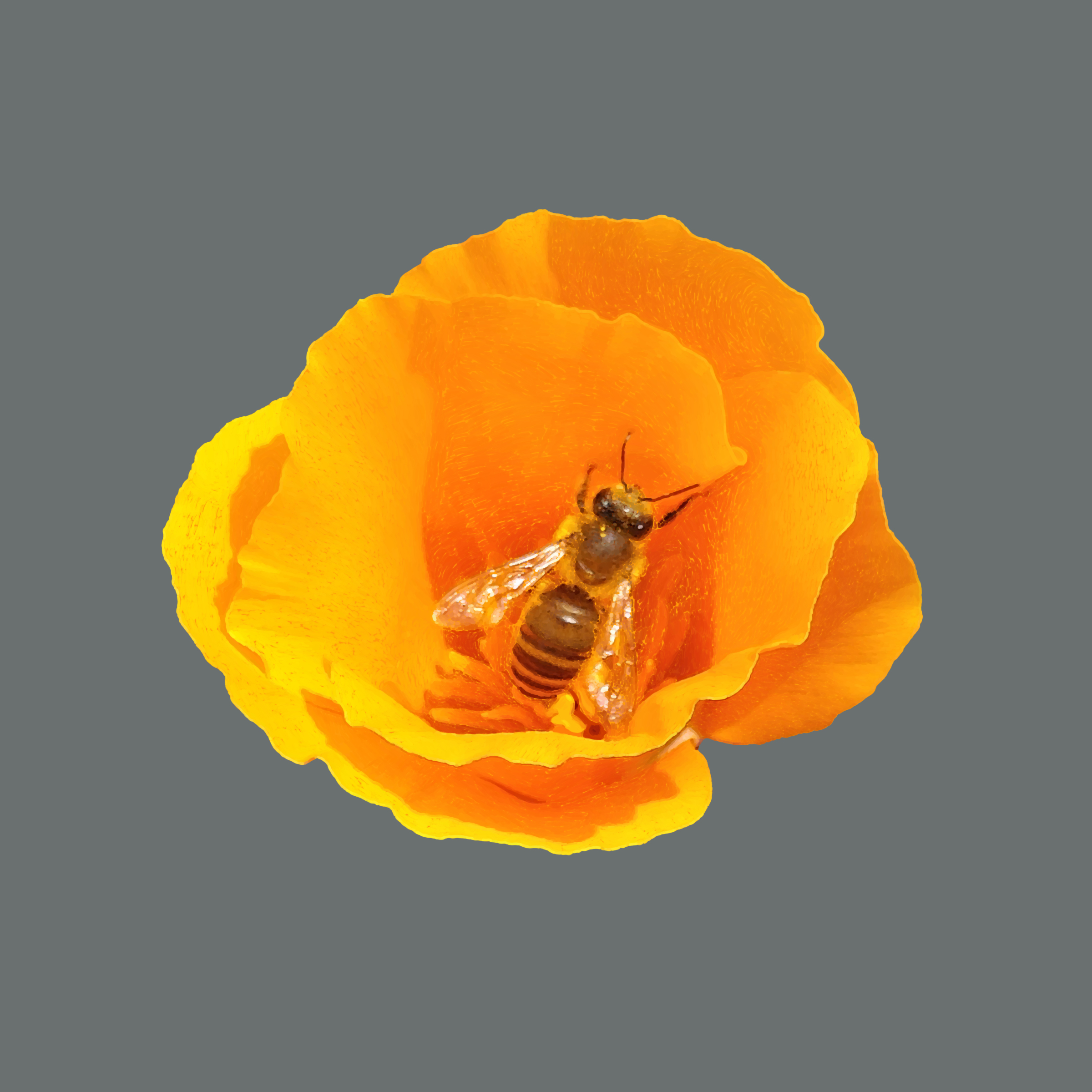 Digital painting of a bee in an orange California poppy. Each stroke looks like colored pencil, and sometimes it's just a point, for an effect of great detail.