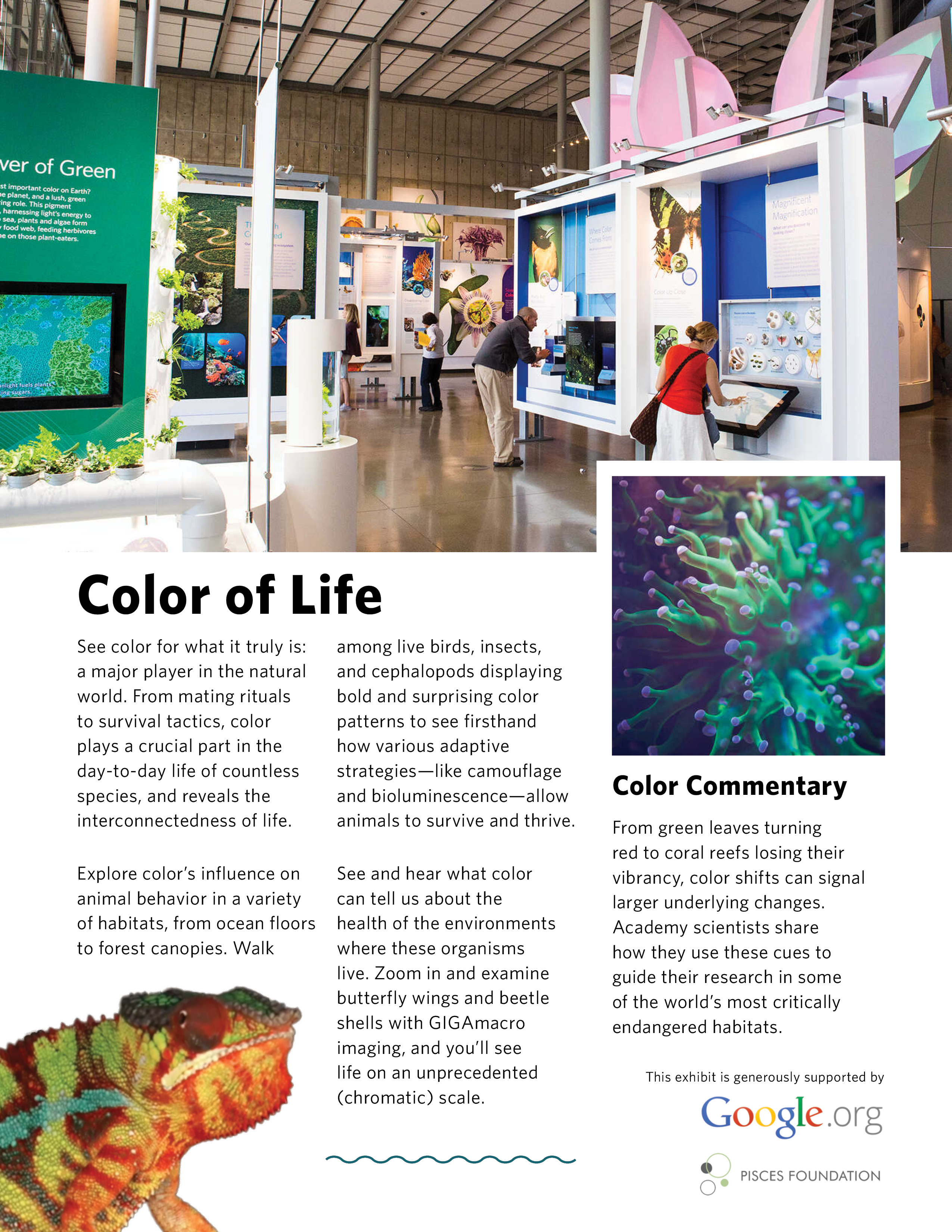 A magazine page for the California Academy of Sciences for an exhibit called Color of Life. A photo of an exhibit with people in it is featured at the top, a coral reef is in a square on the right side, and a chameleon is coming in from the bottom left corner.