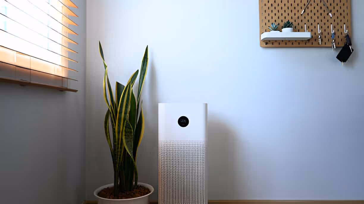 Snake plant next to white air purifier in minimalist room setting