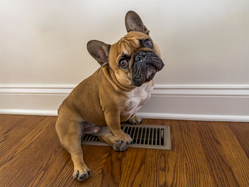Beginner's Guide to How Pets Affect Filter Changes