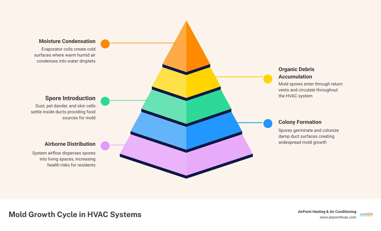 Infographic showing the mold growth cycle in HVAC systems including moisture sources, spore circulation, and prevention
